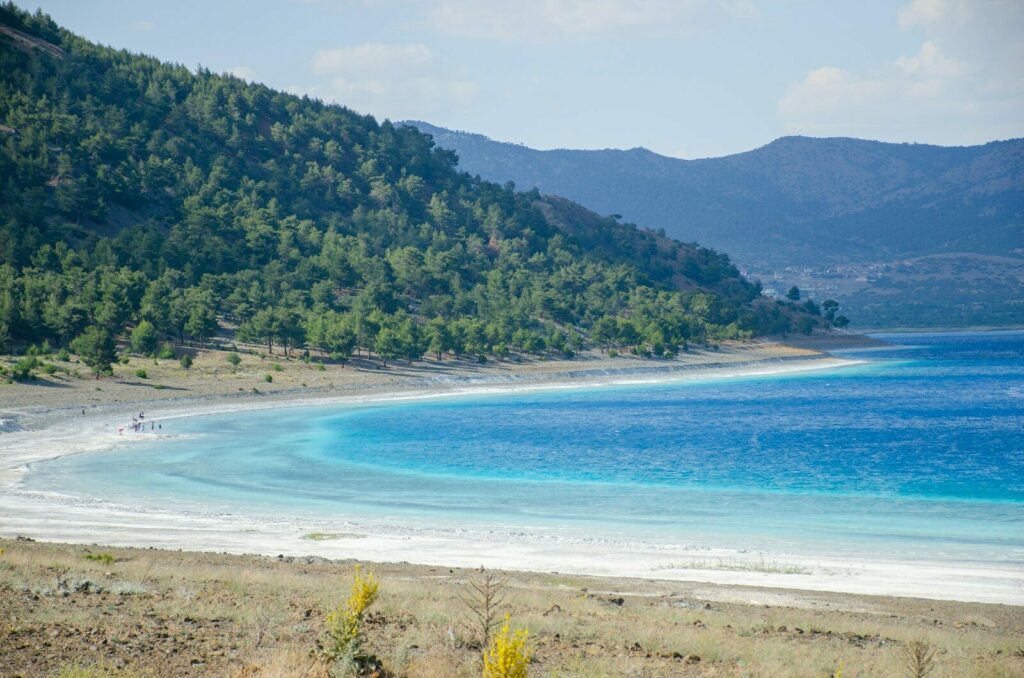 green trees near blue sea during daytime